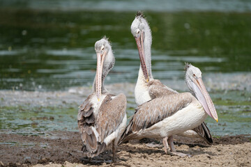 A pelican bird in its natural habitat at the Bangkok Open Zoo in Thailand.