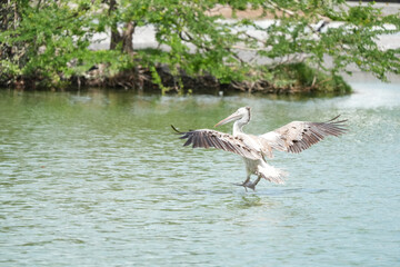 A pelican bird in its natural habitat at the Bangkok Open Zoo in Thailand.