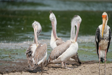 A pelican bird in its natural habitat at the Bangkok Open Zoo in Thailand.