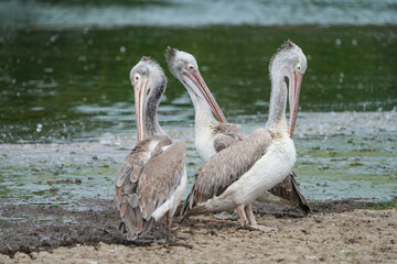 A pelican bird in its natural habitat at the Bangkok Open Zoo in Thailand.