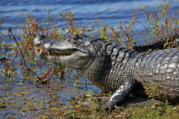 Foto de Yacaré gigante entrando al agua en una laguna de Iberá