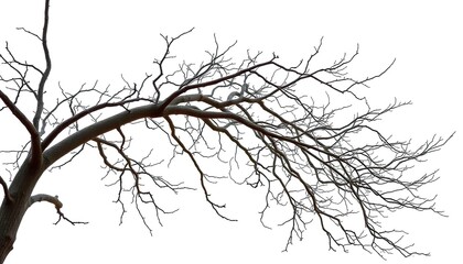 Fototapeta premium Bare, intricately branched tree limbs against a pure white backdrop, shape, weathered