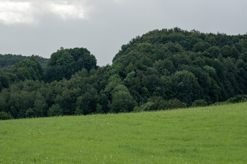 Obraz premium Solitary trees stand in the foreground, silhouetted against a dense forest backdrop. The isolated sentinels create depth and perspective, bridging open space with the woodland beyond.