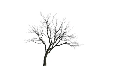 Fototapeta premium Lone deciduous tree, stark branches against pure white, flora, single