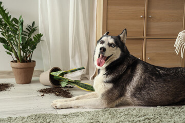 Naughty Husky dog and fallen flowerpot in living room