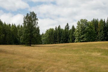 Solitary trees stand in the foreground, silhouetted against a dense forest backdrop. The isolated sentinels create depth and perspective, bridging open space with the woodland beyond.