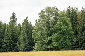 Solitary trees stand in the foreground, silhouetted against a dense forest backdrop. The isolated...