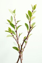 Fototapeta premium Brown and green isolated branches against white, earthy, rustic