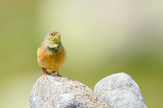 Ortolan Bunting on granite rocks, Sierra de Gredos