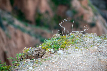 Barrancas Canyon: Nature's Edge Detail View