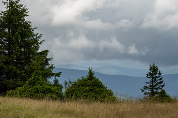 Solitary trees stand in the foreground, silhouetted against a dense forest backdrop. The isolated...