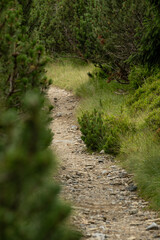 Narrow path winds through mountain forest, flanked by tall trees creating a natural corridor. Dappled light filters onto the trail as it curves upward along the wooded slope.