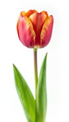 Obraz premium Brown and green tulip isolated against white background, stem, blossom, nature