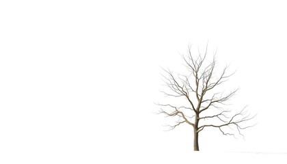 Obraz premium Lone deciduous tree, stark branches against pure white, trunk, design