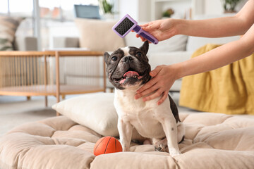 Owner brushing cute French Bulldog at home