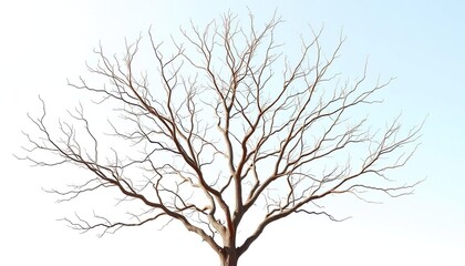 Fototapeta premium Bare, intricately branched tree limbs isolated on pure white backdrop, clean, tree