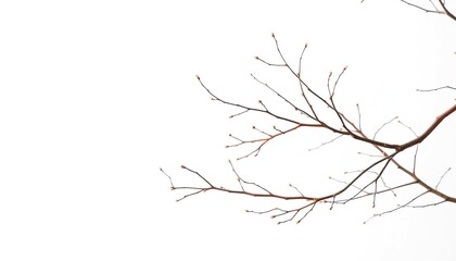Delicate, bare branches isolated against a pure white backdrop, isolated,  photography