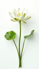 Obraz premium Delicate water lily branches on a white background, isolated, leaf