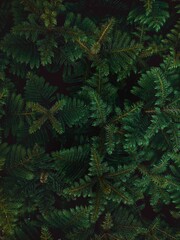 Green flowers in a home garden.