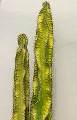 green cactus stem on light background.