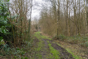 Muddy path winding through bare winter forest