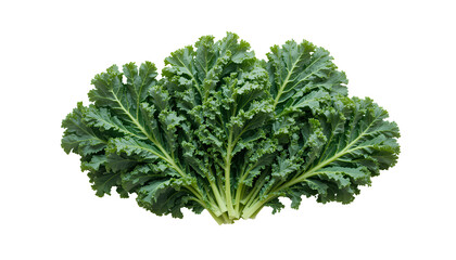 Fresh Green Kale Leaves Isolated on transparent background in a Close-Up View 