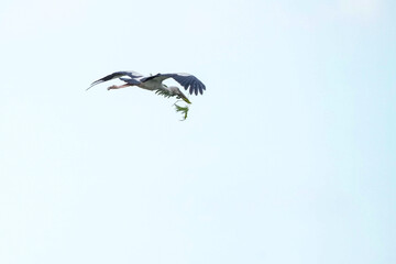 A white-throated eagle bird lives naturally in the Bangkok Open Zoo in Thailand.