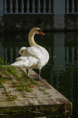 Swan