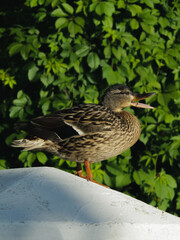 Duck