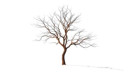Obraz premium Lone deciduous tree, stark branches against bright white, stem, silhouette