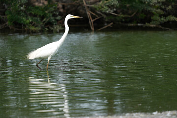White egret in the wild at the Bangkok Open Zoo, Thailand.