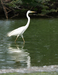 White egret in the wild at the Bangkok Open Zoo, Thailand.