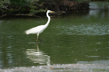 White egret in the wild at the Bangkok Open Zoo, Thailand.