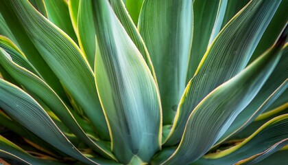 Obraz premium close up of the leaves of an agave plant usa