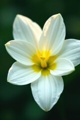 Fototapeta premium Delicate white petals, yellow stamen Close-up view , vibrant, spa