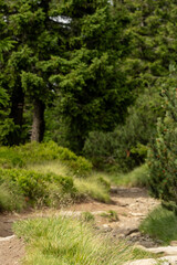 Narrow path winds through mountain forest, flanked by tall trees creating a natural corridor. Dappled light filters onto the trail as it curves upward along the wooded slope.