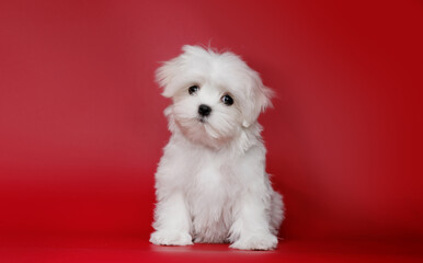 Portrait of a cute Maltese breed puppy. A small dog licking lips on a bright fashionable red background.