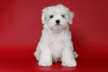 Portrait of a cute Maltese breed puppy. A small dog licking lips on a bright fashionable red background.