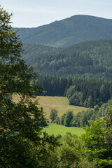 Solitary trees stand in the foreground, silhouetted against a dense forest backdrop. The isolated...
