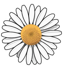 daisy