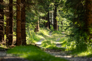 Fototapeta premium Narrow path winds through mountain forest, flanked by tall trees creating a natural corridor. Dappled light filters onto the trail as it curves upward along the wooded slope.