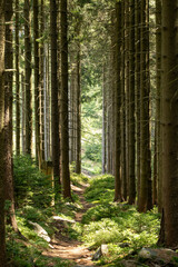 Fototapeta premium Narrow path winds through mountain forest, flanked by tall trees creating a natural corridor. Dappled light filters onto the trail as it curves upward along the wooded slope.