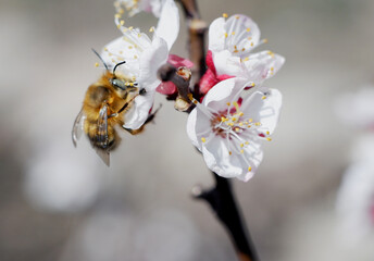 Apple trees bloom in spring. Bees pollinate the flowers and collect nectar.