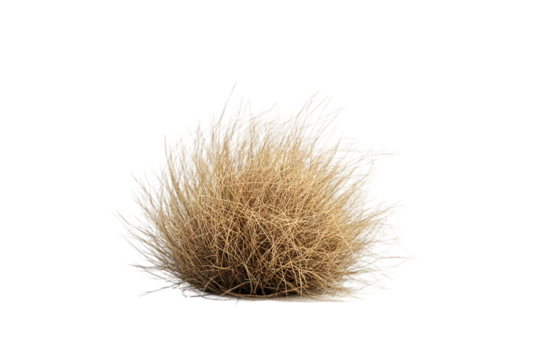 Desert tumbleweed against white background