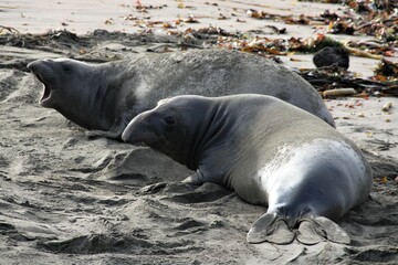 Elephant Seals California Coastline