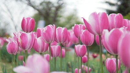 purple tulip