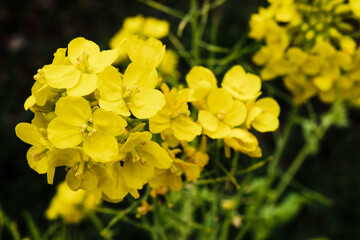 菜の花