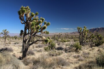 Mojave Desert Joshua Tree