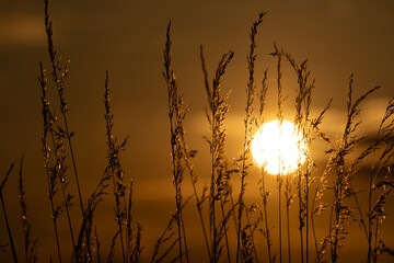 Golden wheat field glows under a dramatic sunset. Amber stalks silhouette against the fiery horizon...