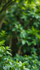 Obraz premium long banner for elegant green wellbeing, natural beauty, copy space, blurry foreground. with white shades